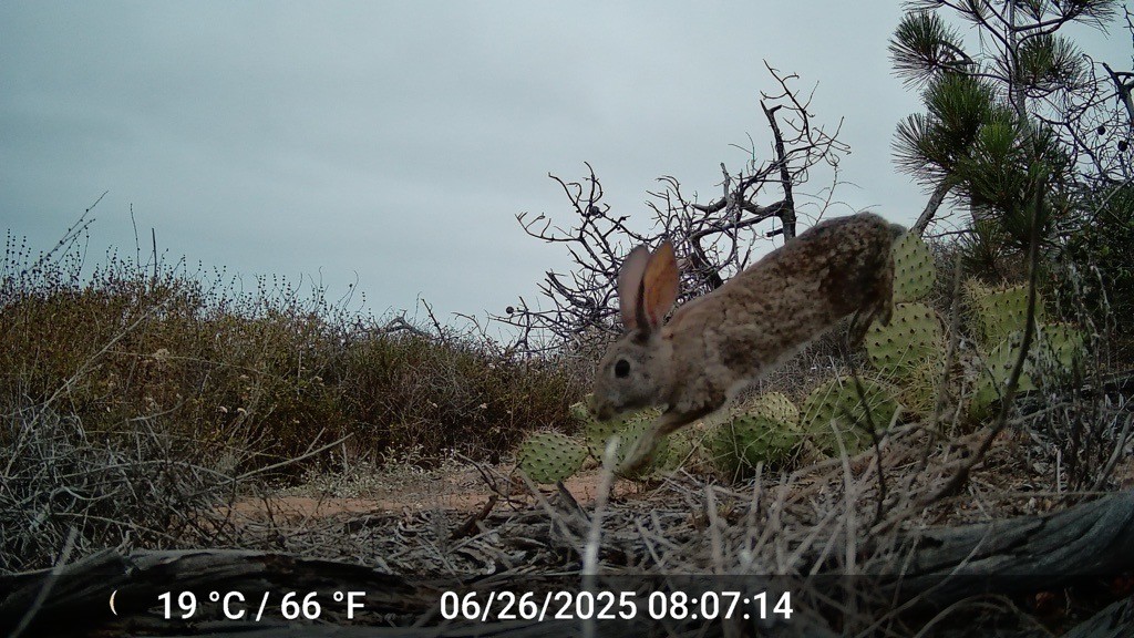 Rabbit seen on trail cam